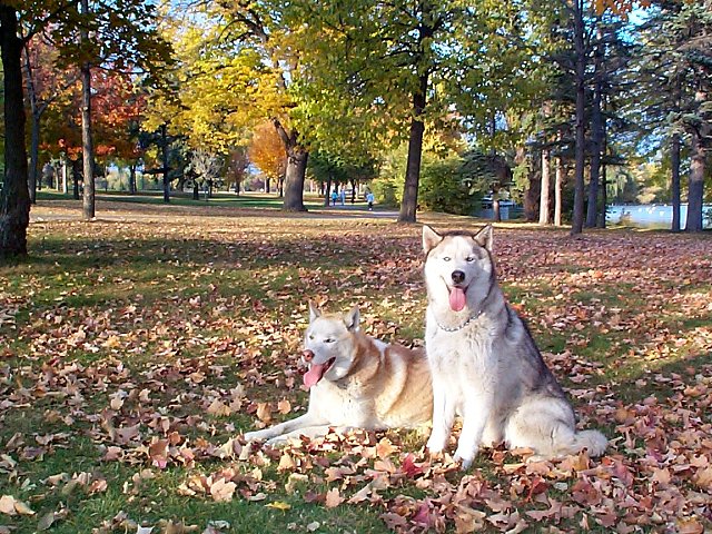 <b>Pups</b></br><font size=1>by Grover<br>Shutter</font>
