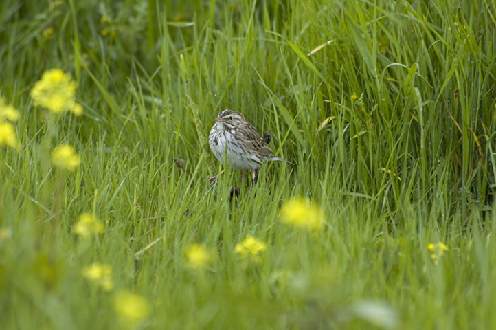 DSC_5960.JPG