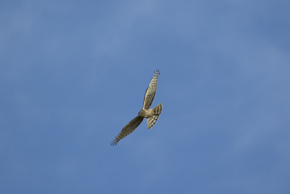 DSC_5974.JPG