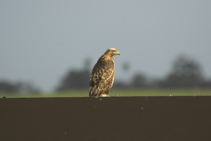DSC_5986.JPG