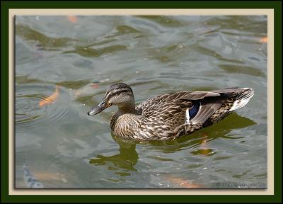 Zoo-Duck_D2X_1580.jpg