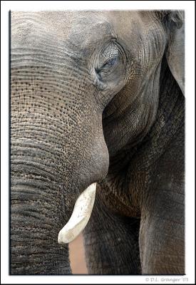 Zoo-Elephant_D2X1641.jpg