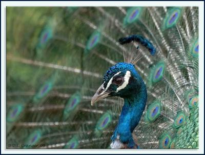 Zoo-Peacock_D2X1699.jpg