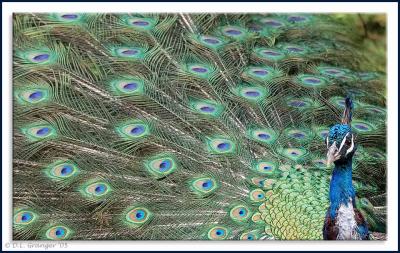 Zoo-Peacock_D2X1709.jpg