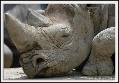 Zoo-Rhino_D2X1587.jpg