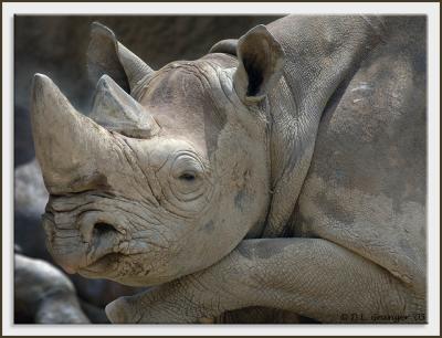 Zoo-Rhino_D2X1595.jpg