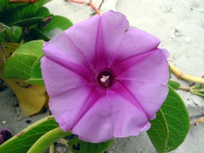 Macro Flower Padre Island