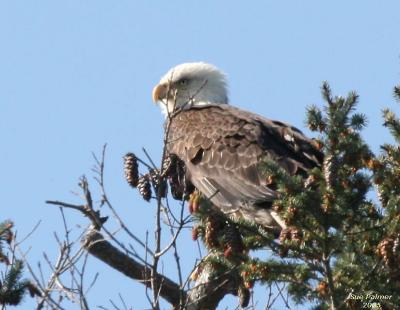 4-18 eagle 5666.jpg
