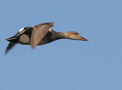 4-18 gadwall 5713.jpg