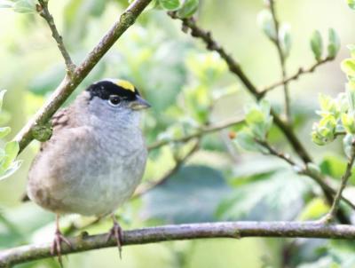 4-18 gc sparrow 5618.jpg