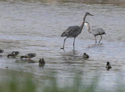 4-18 herons 5591.jpg