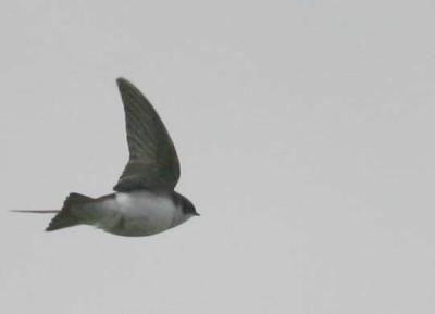 4-18 t swallow 5598.jpg