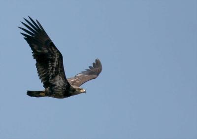 4-20 eagle 5794.jpg