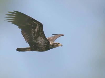 4-20 eagle 5797.jpg