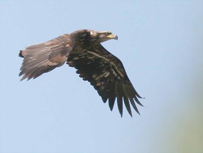4-20 eagle 5798.jpg