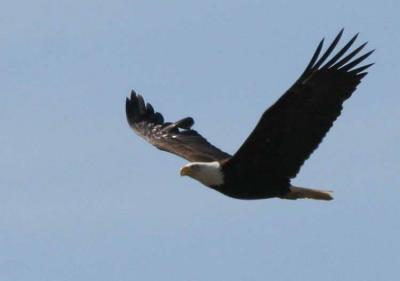 4-20 eagle 5824.jpg