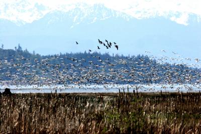 4-20 geese 5769.jpg