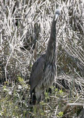 4-20 Heron 5845.jpg