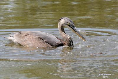4-20 heron 5862.jpg