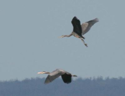 4-20 heron 5865.jpg