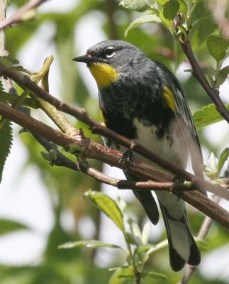 4-20 aud warbler5871.jpg