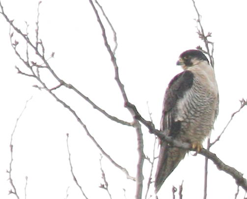 1-28 peregrine 4999.jpg