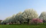 Spring trees blooming