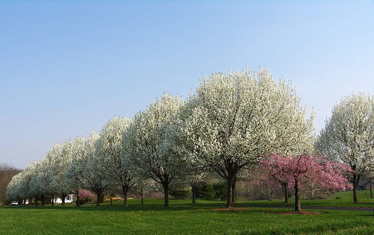 Spring trees blooming