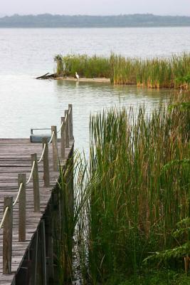 Herons live in there