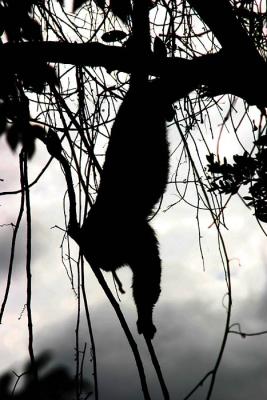 u17/sveetzel/medium/39170506.TIKspidermonkey7182.jpg