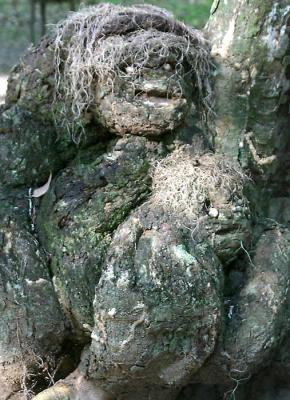 Tree bark family