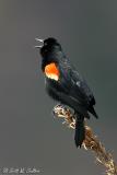 Redwing Blackbird