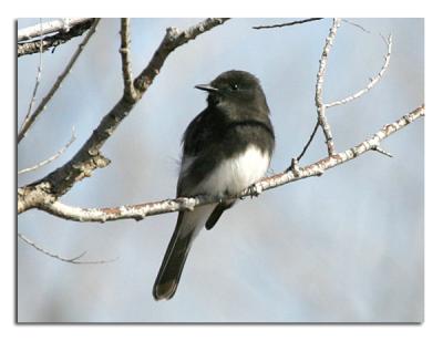 Black Phoebe.jpg