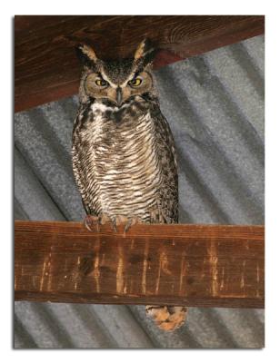 Great Horned Owl.jpg