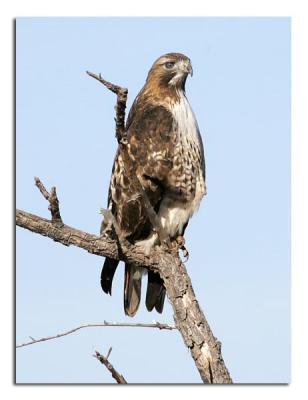Red-tailed Hawk 2.jpg