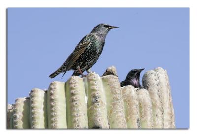 Starlings.jpg