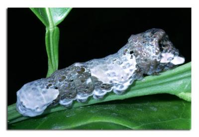 Giant Swallowtail Caterpillar 1.jpg
