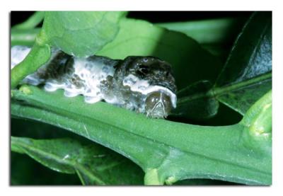 Giant Swallowtail Caterpillar 2.jpg