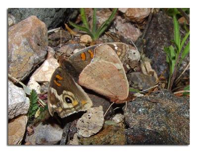 Buckeye Mating 2.jpg