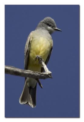 Cassins  Kingbird.jpg