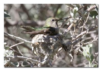 u17/tammie_and_russ/medium/42207431.AnnasHummingbird1.jpg