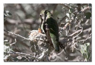 u17/tammie_and_russ/medium/42207459.AnnasHummingbirdMomFeedingBaby.jpg