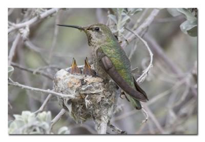 u17/tammie_and_russ/medium/42207468.AnnasHummingbirdMomandBabies1WeekLater.jpg
