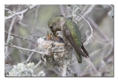 u17/tammie_and_russ/medium/42207473.AnnasHummingbirdMomFeedingBaby1WeekLater.jpg