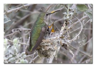 u17/tammie_and_russ/medium/42207490.AnnasHummingbirdMomandBabies2WeeksLater.jpg