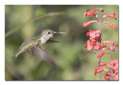 u17/tammie_and_russ/medium/42207558.AnnasHummingbirdFemale2.jpg