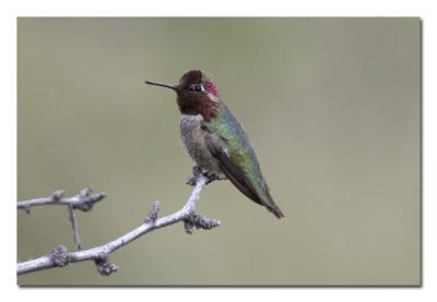 u17/tammie_and_russ/medium/42207572.AnnasHummingbirdMale.jpg