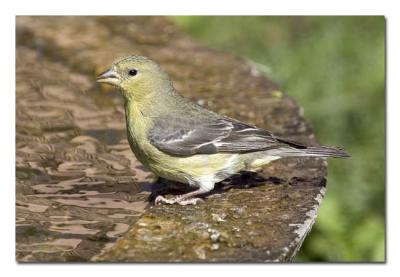 u17/tammie_and_russ/medium/42207614.LesserGoldfinchFemale.jpg