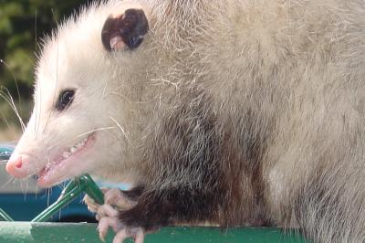 Opossum 15