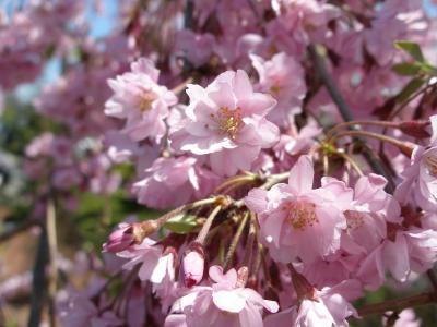 Some Kind of Blossoms